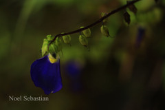 Rhynchoglossum notonianum